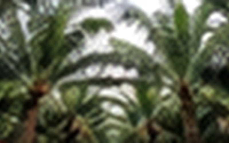 Perkebunan Sawit